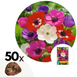 Anemone De Caen Mix X50 - Bloembollen Winterhard - Tuin, Pot Of Balkon