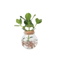 Plant In A Box - Clusia In Glas - Hydroponie - Kamerplant Op Water