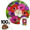 Anemone De Caen Mix X100 - Bloembollen Winterhard - Tuin, Pot Of Balkon