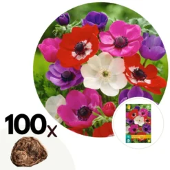 Anemone De Caen Mix X100 - Bloembollen Winterhard - Tuin, Pot Of Balkon
