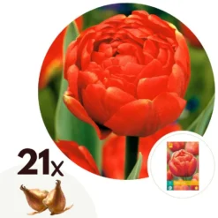 Tulipa Icoon - Bloem Bollen X21 - Tulp - Rood