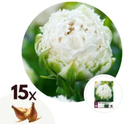 Tulipa Snow Crystal - Bloembollen X15 - Tulp - Wit