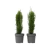 Cupressus Sempervirens - Set Van 2 - Cipres - Pot 19cm - Hoogte 70-80cm