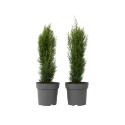 Cupressus Sempervirens - Set Van 2 - Cipres - Pot 19cm - Hoogte 70-80cm
