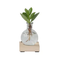 Plant In A Box - Mini-clusia Met LED-verlichting - Hydroponie - Plant In Water