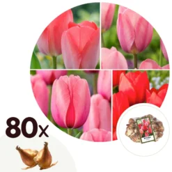 Rood & Roze Tulpenmix - X80 - Bloembollen