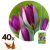 Tulipa Pulchella Persian Pearl - Bloembollen X40 - Tulp - Paars
