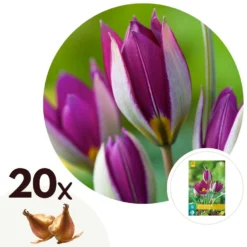Tulipa Pulchella Persian Pearl - Bloembollen X20 - Tulp - Paars