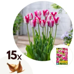Tulipa Mata Hari - Bloembollen X15 - Tulp - Roze, Wit