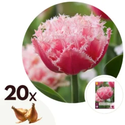 Tulipa Queensland - Bloem Bollen X20 - Tulp - Roze Wit