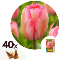 Plant In A Box - Tulipa Design Impression - Bloem Bollen X40 - Tulp - Roze