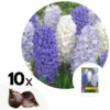 Hyacinthus Blue Water Mix X10 - Hyacint - Winterharde Bloembollen