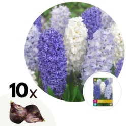 Hyacinthus Blue Water Mix X10 - Hyacint - Winterharde Bloembollen