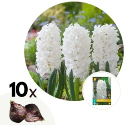 Hyacinthus Carnegie X10 - Hyacint - Winterharde Bloembollen