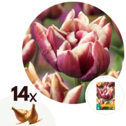 Tulipa Wyndham - Bloem Bollen X14 - Tulp - Paars
