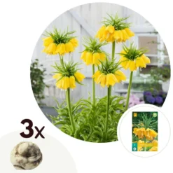 Fritillaria Lutea - Bloembollen X3 - Keizerskroon