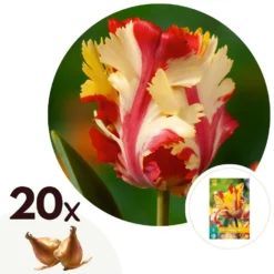 Tulipa Flaming Parrot - Bloembollen X20 - Tulp - Parkiettulp