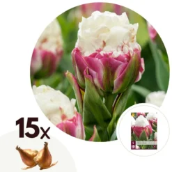 Tulipa Ice Cream - Bloem Bollen X15 - Tulp - Paars Wit