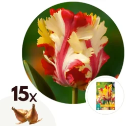 Tulipa Flaming Parrot - Bloembollen X15 - Tulp - Parkiettulp