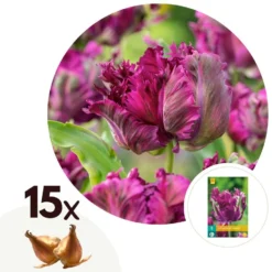 Tulipa Parrot Negrita - Bloembollen X15 - Tulp - Donkerpaars