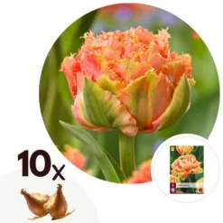 Tulipa Brisbane - Bloem Bollen X10 - Tulp - Roze