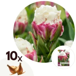 Tulipa Ice Cream - Bloem Bollen X10 - Tulp - Paars Wit