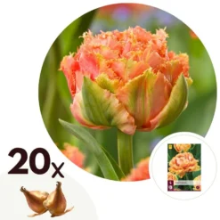 Tulipa Brisbane - Bloem Bollen X20 - Tulp - Roze