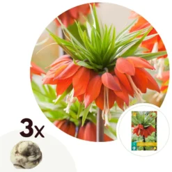 Plant In A Box - Fritillaria Rubra - Bloembollen X3 - Rode Kievietsbloem