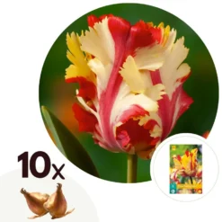 Tulipa Flaming Parrot - Bloembollen X10 - Tulp - Parkiettulp