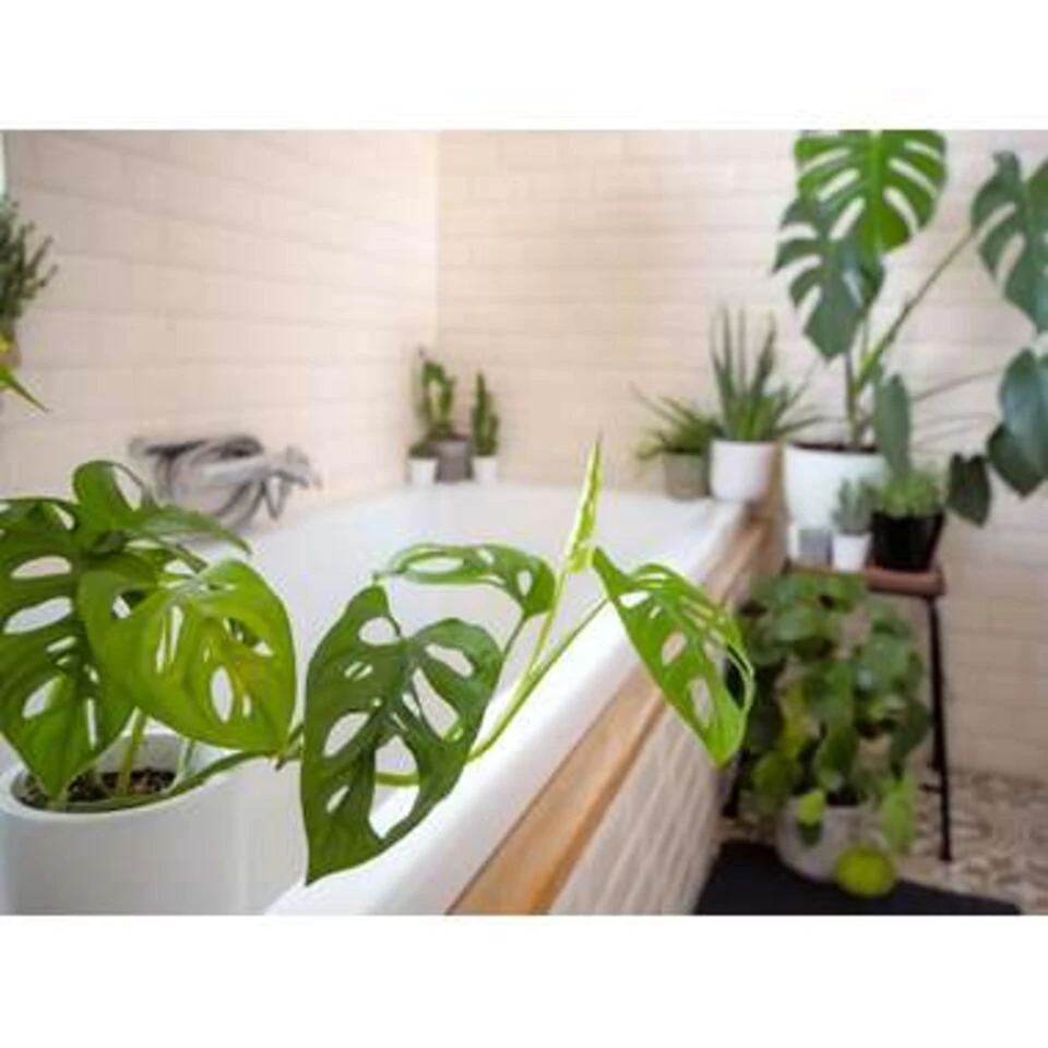Monstera 'Monkey Leaf' Mosstok - Gatenplant - β17 Cm - β75-80 Cm - Afbeelding 3