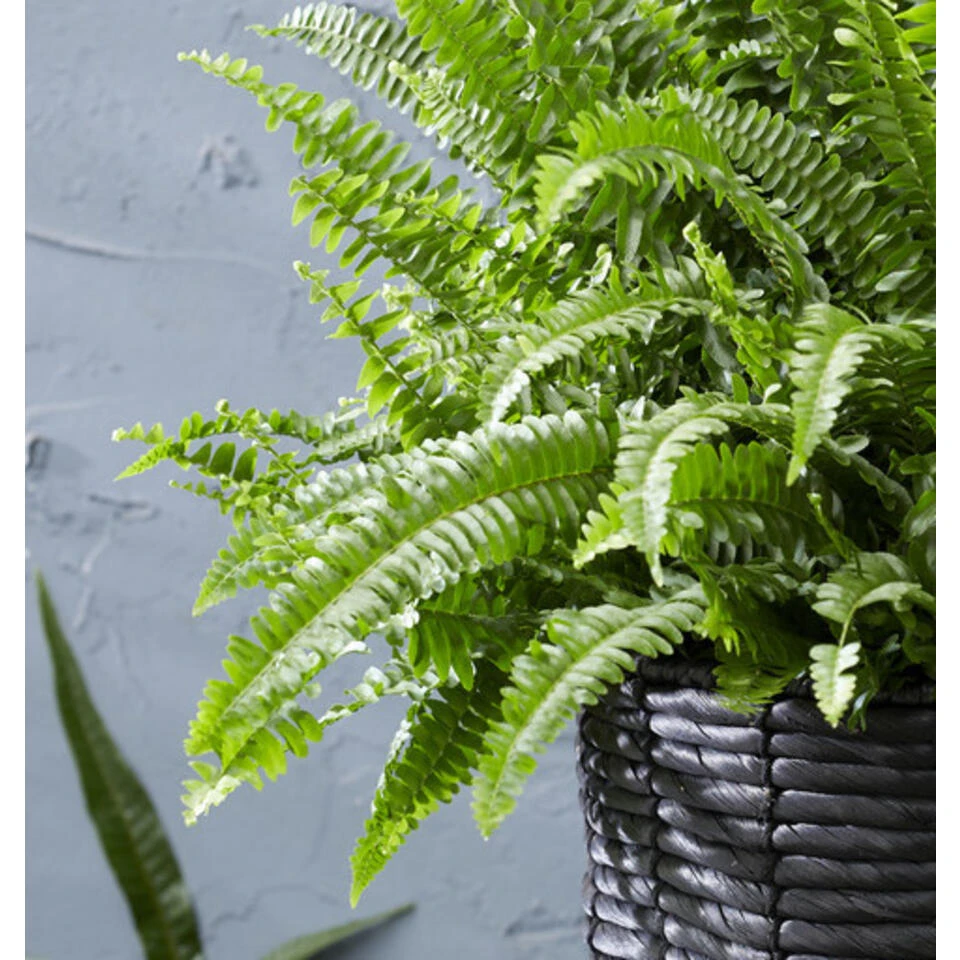 Krulvaren - Nephrolepis 2x - Luchtzuiverende Pot 12 Cm - ↕40 Cm - Afbeelding 2