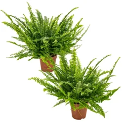 Krulvaren - Nephrolepis 2x - Luchtzuiverende Pot 12 Cm - ↕40 Cm