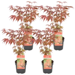 4x Acer Atropurpureum- Japanse Esdoorn - ⌀10,5 Cm - ↕25-30 Cm