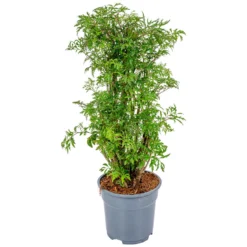 Polyscias 'Fruticosa' - Sterke Tropische Pot 17 Cm - ↕60 Cm