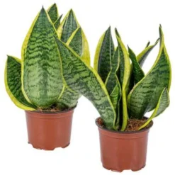 2x Sansevieria 'Laurentii' – Vrouwentong – ⌀12cm – ↕25-35 Cm