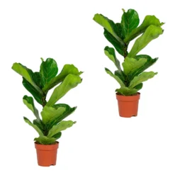 2x Ficus Lyrata 'Bambino' - Vioolbladplant - ⌀ 17 Cm - ↕ 50-60 Cm