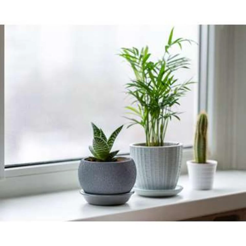 5x Onderhoudsvriendelijke Mix β β12 Cm - β20-45 Cm - Afbeelding 2