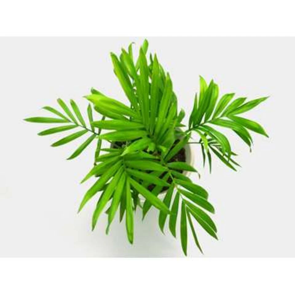 5x Onderhoudsvriendelijke Mix β β12 Cm - β20-45 Cm - Afbeelding 3