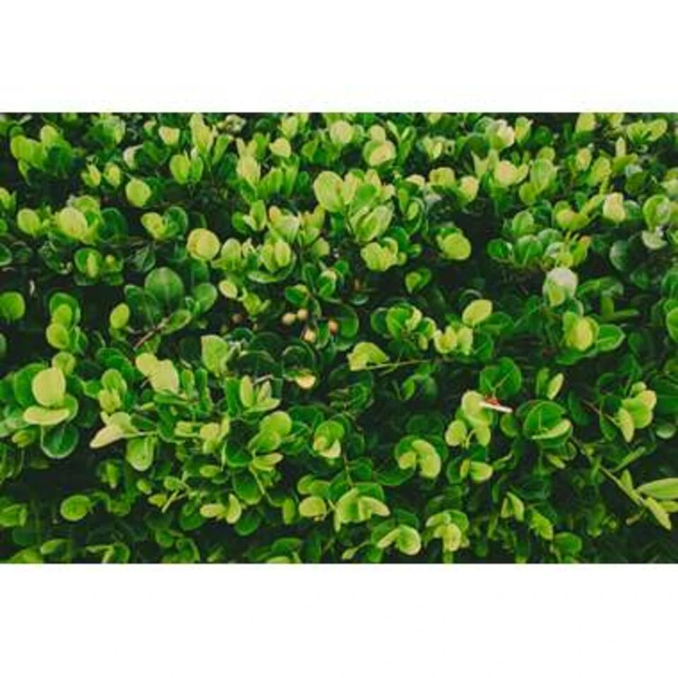 5x Onderhoudsvriendelijke Mix β β12 Cm - β20-45 Cm - Afbeelding 4