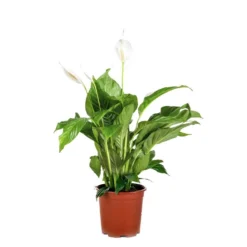 Spathiphyllum 'Bingo Cupido' - Lepelplant - ⌀17 Cm - ↕65-75 Cm