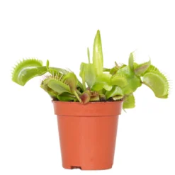 Dionaea Muscipula – Venusvliegenvanger – ⌀6 Cm – ↕05-10 Cm