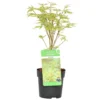 Acer Palmatum 'Butterfly' – Japanse Esdoorn – ⌀10,5 Cm - ↕25-30 Cm