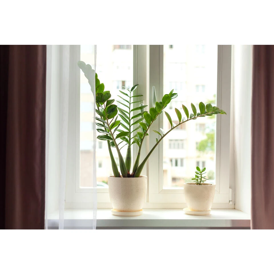2x Zamioculcas P17H60 - Afbeelding 2