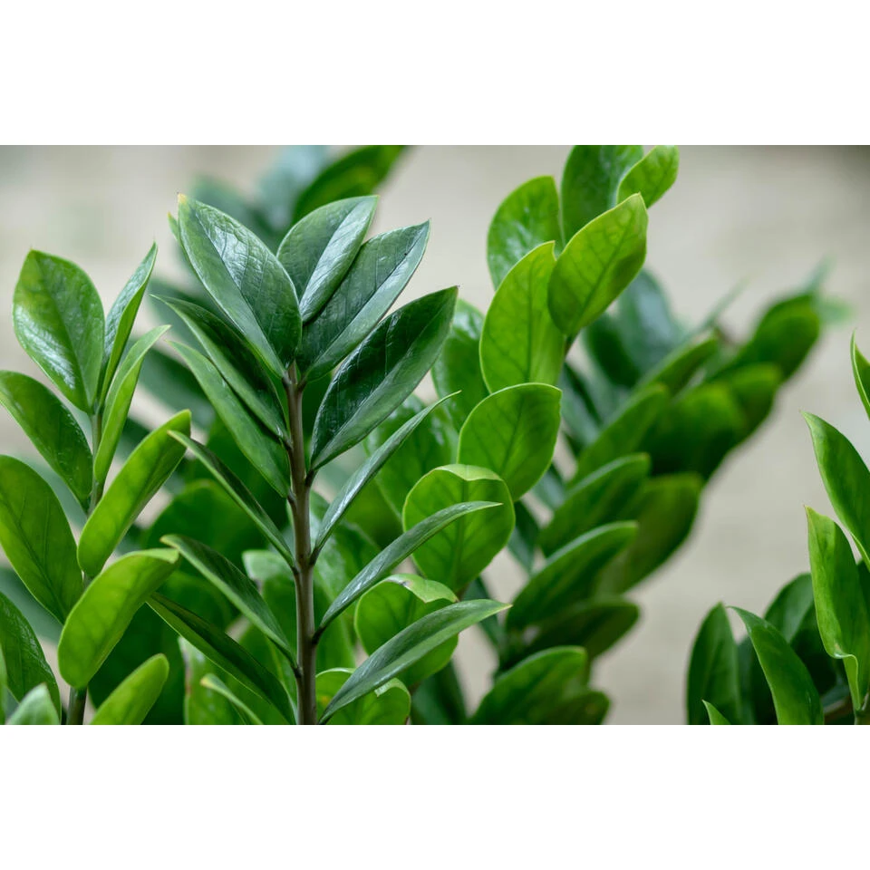 2x Zamioculcas P17H60 - Afbeelding 3