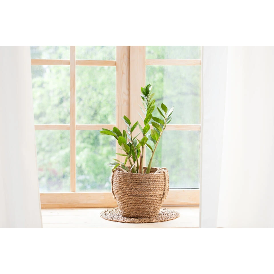 2x Zamioculcas P17H60 - Afbeelding 4