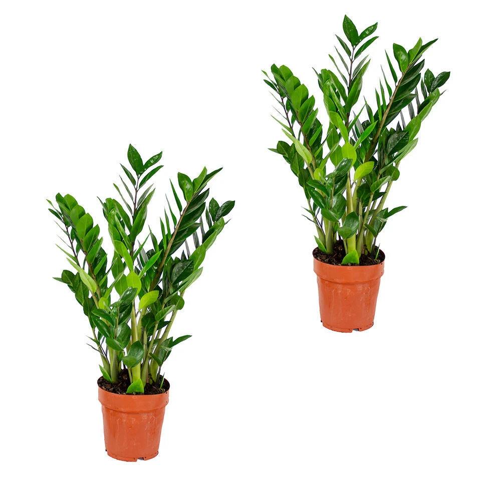 2x Zamioculcas P17H60