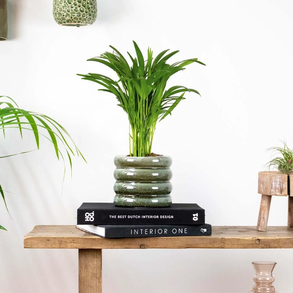 Dypsis Lutescens - Goudpalm - β14 Cm - β40-50 Cm - Afbeelding 4