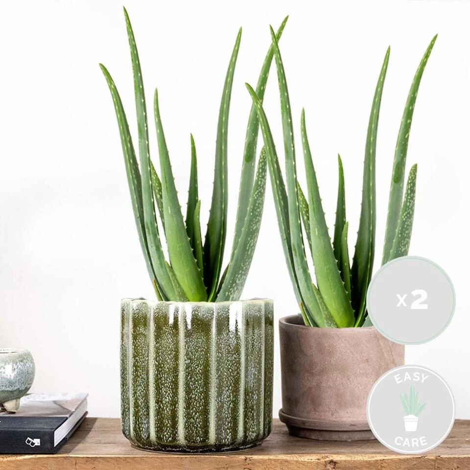 2x Aloe Vera Barbadensis - Vetplant - β12 Cm - β35-40 Cm - Afbeelding 2