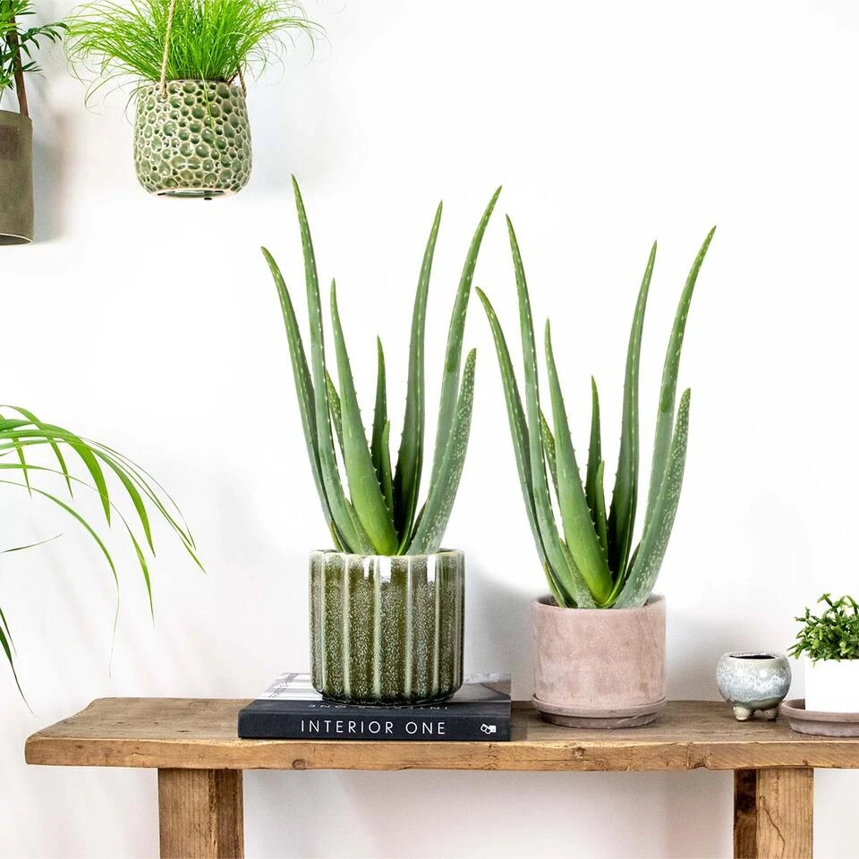 2x Aloe Vera Barbadensis - Vetplant - β12 Cm - β35-40 Cm - Afbeelding 4