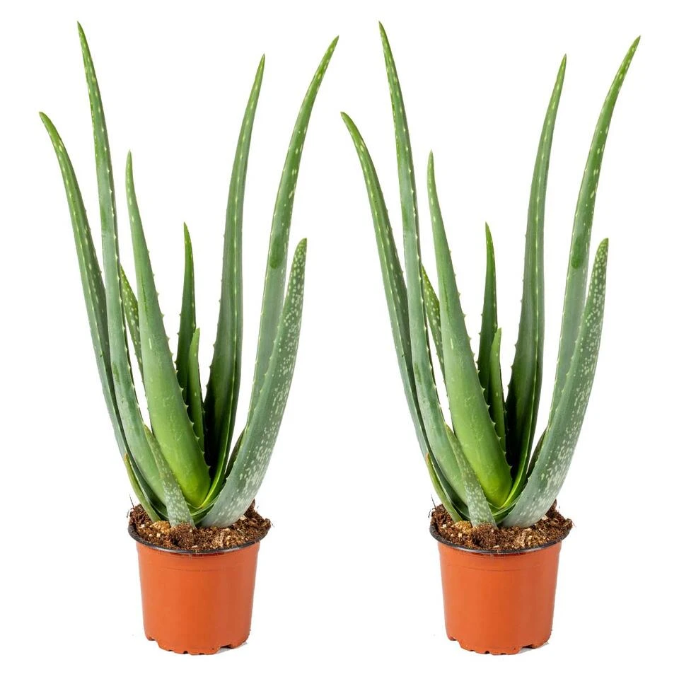 2x Aloe Vera Barbadensis - Vetplant - β12 Cm - β35-40 Cm